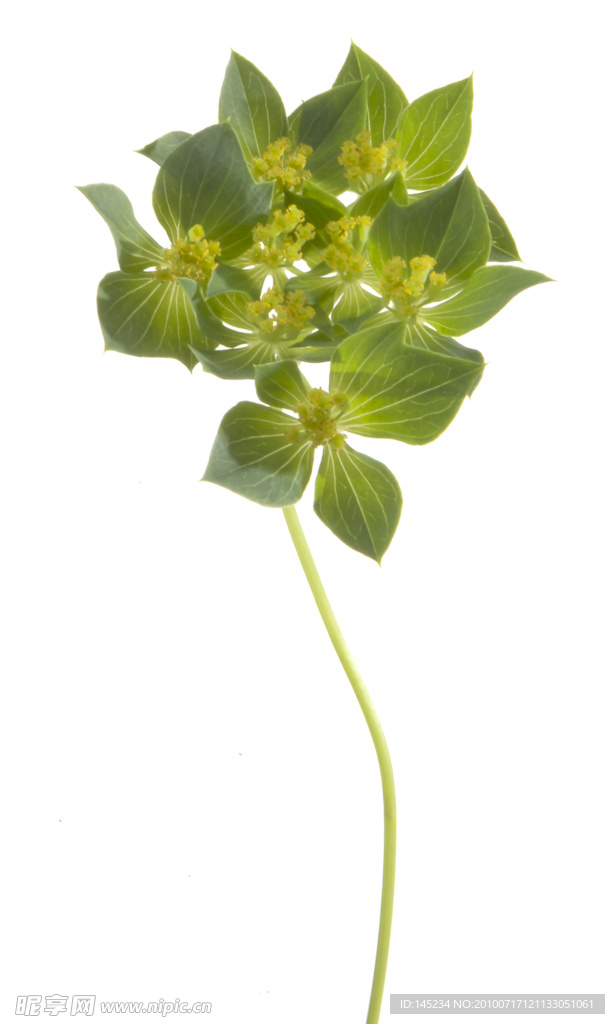 绣球花