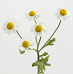 野菊花