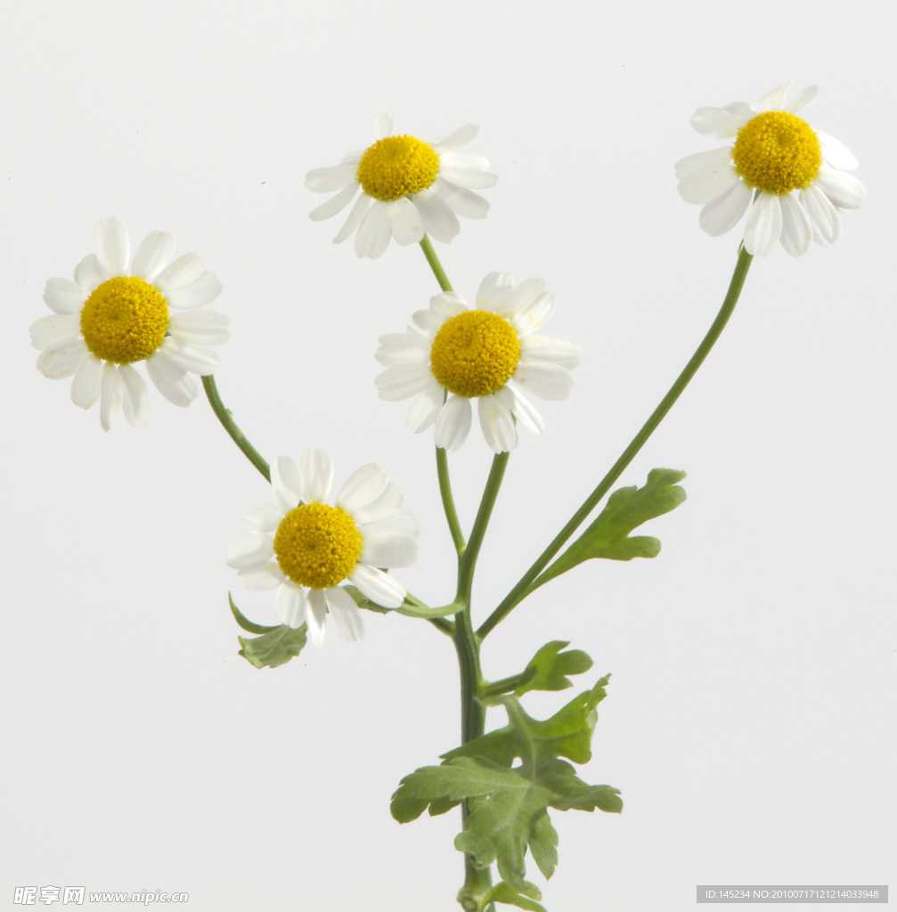 野菊花