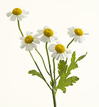 野菊花