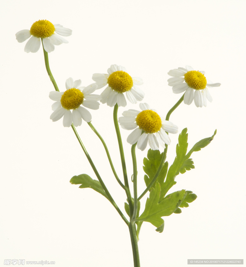 野菊花
