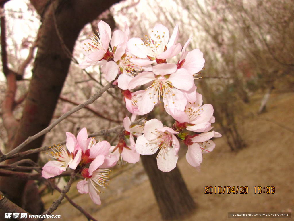 桃花