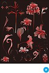 梦幻花纹