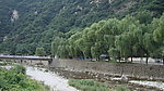 河堤杨柳