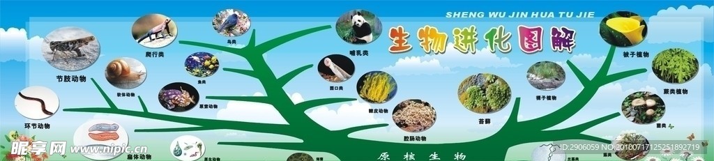 生物进化图解