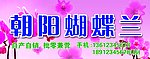 蝴蝶兰 广告牌