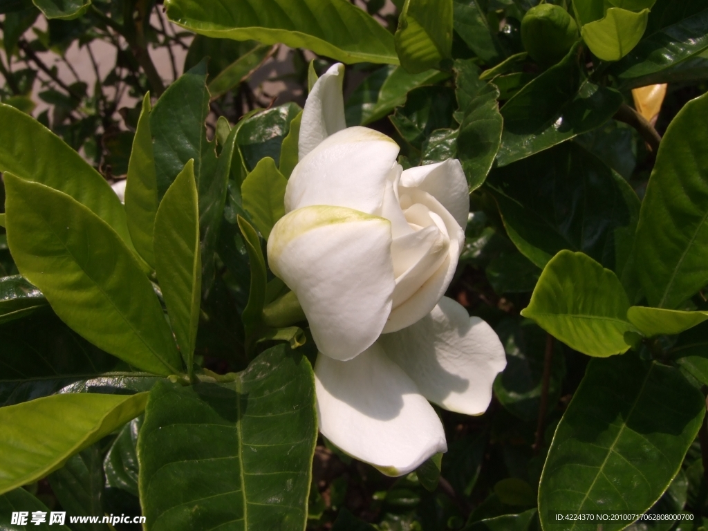 栀子花