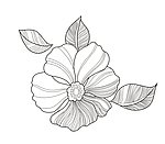 线条的花