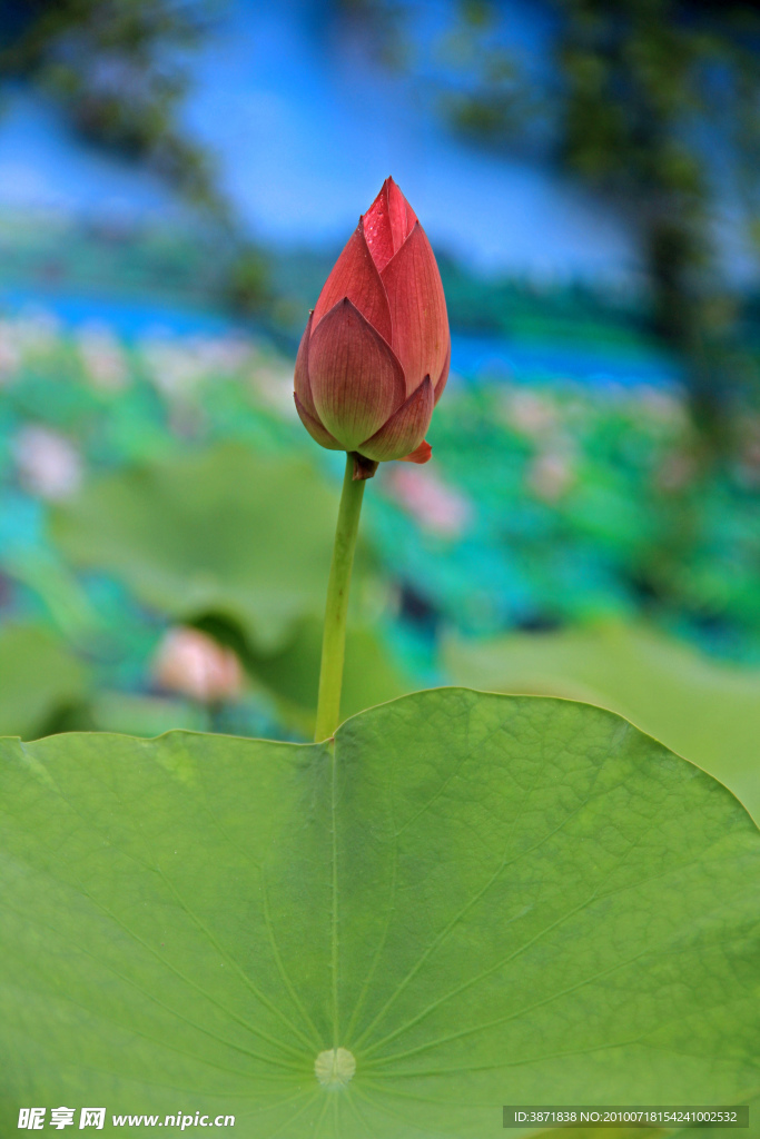 花蕾