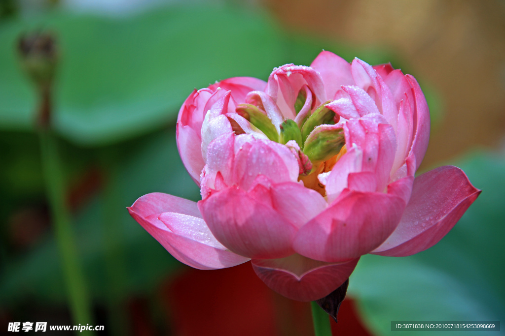 花蕾初开