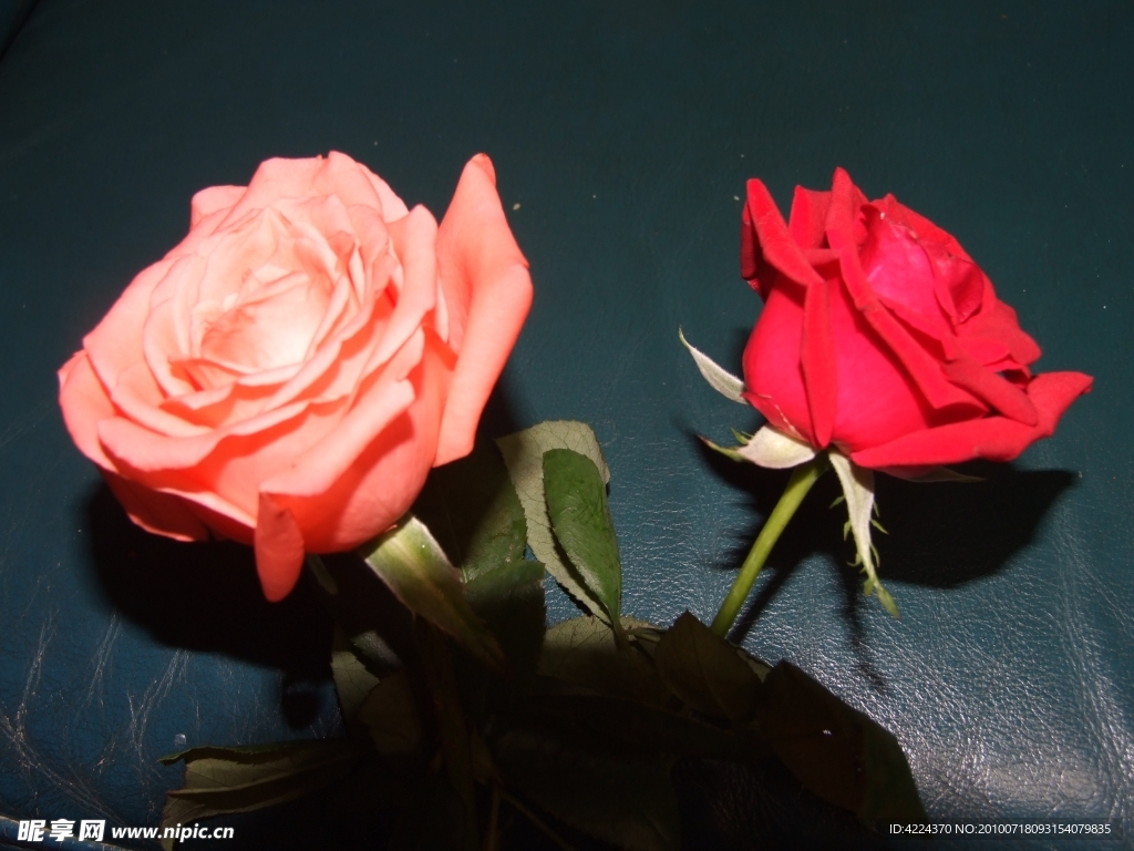 玫瑰花