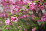 春花绽放