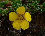 高原小花