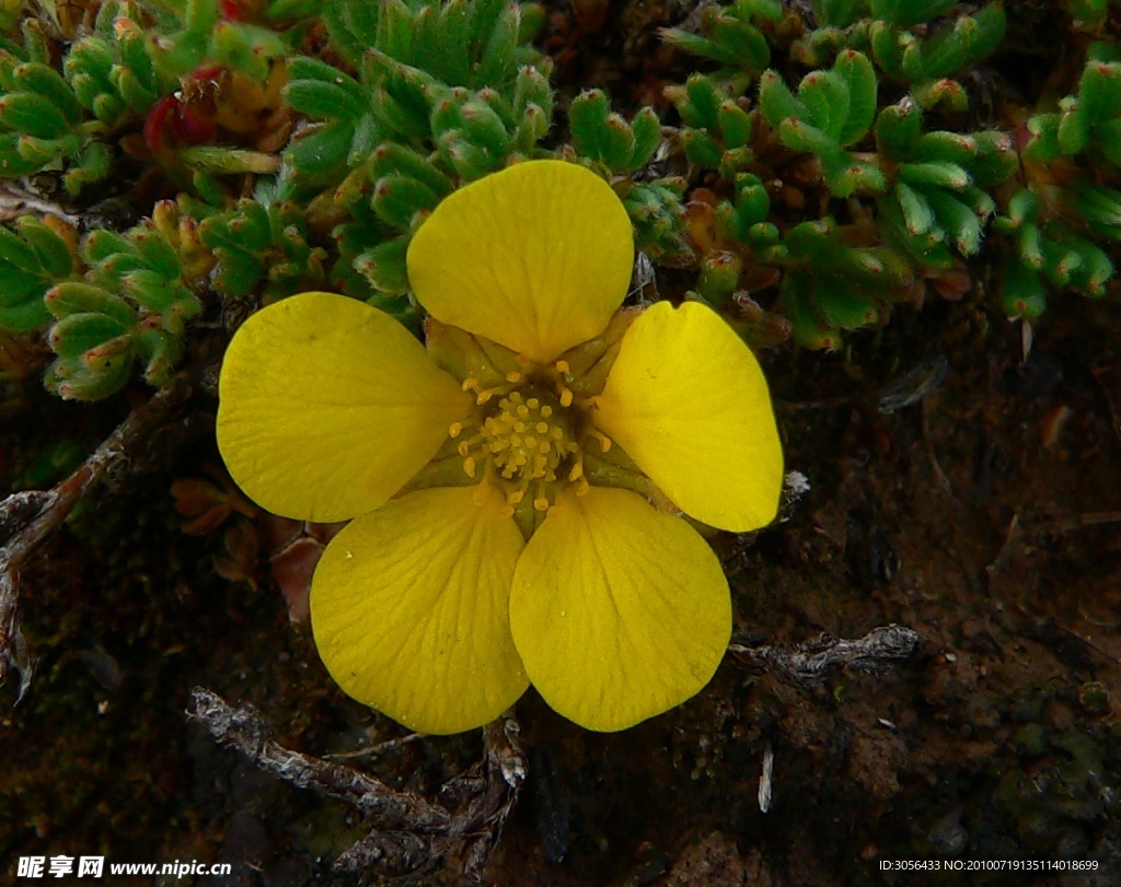 高原小花