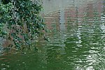 碧水悠悠