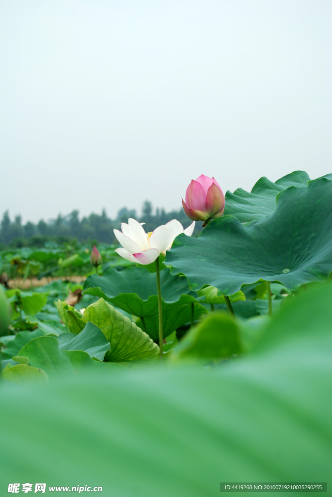 荷花