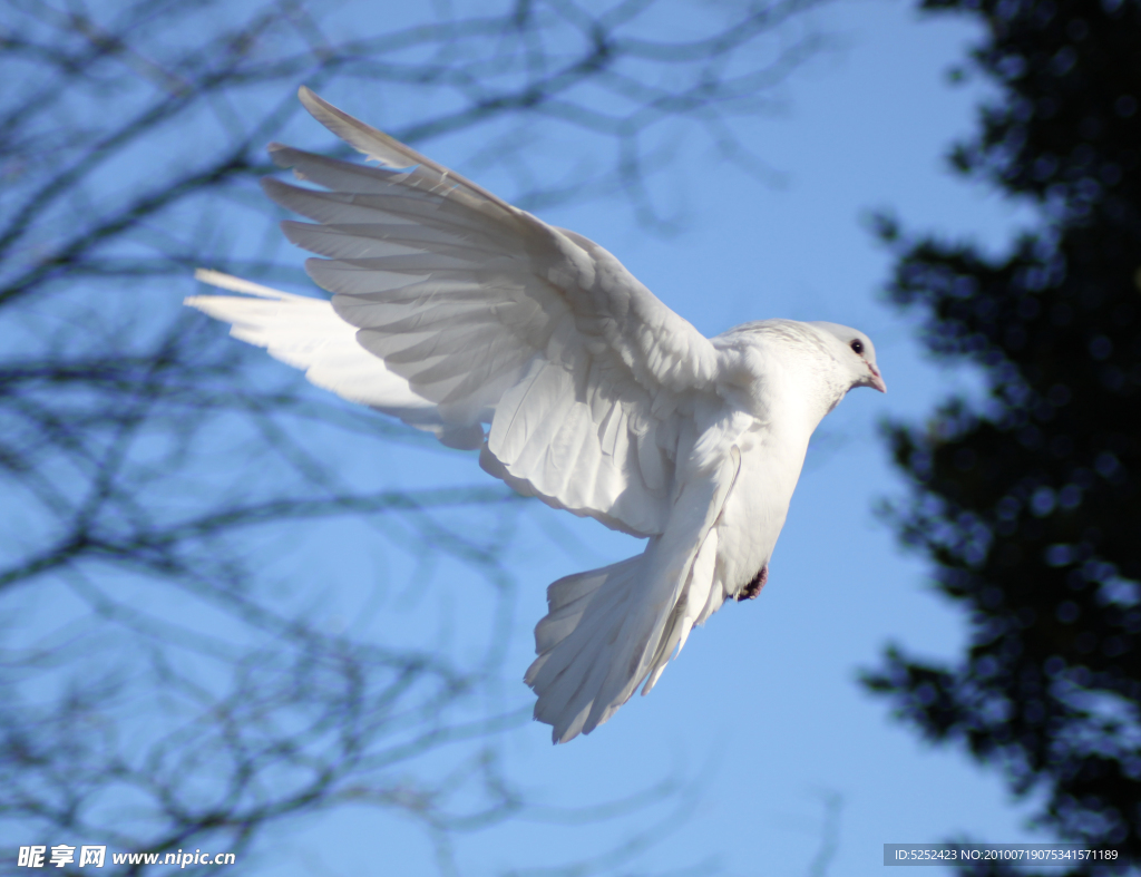 振翅飞翔的白鸽