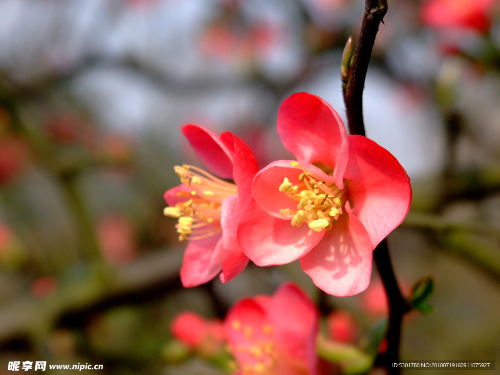 樱花