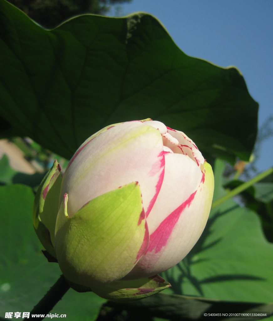 漂亮的花蕾