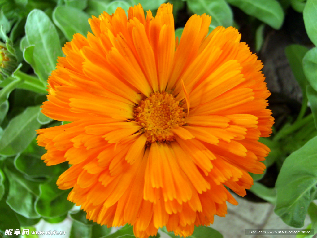 野菊