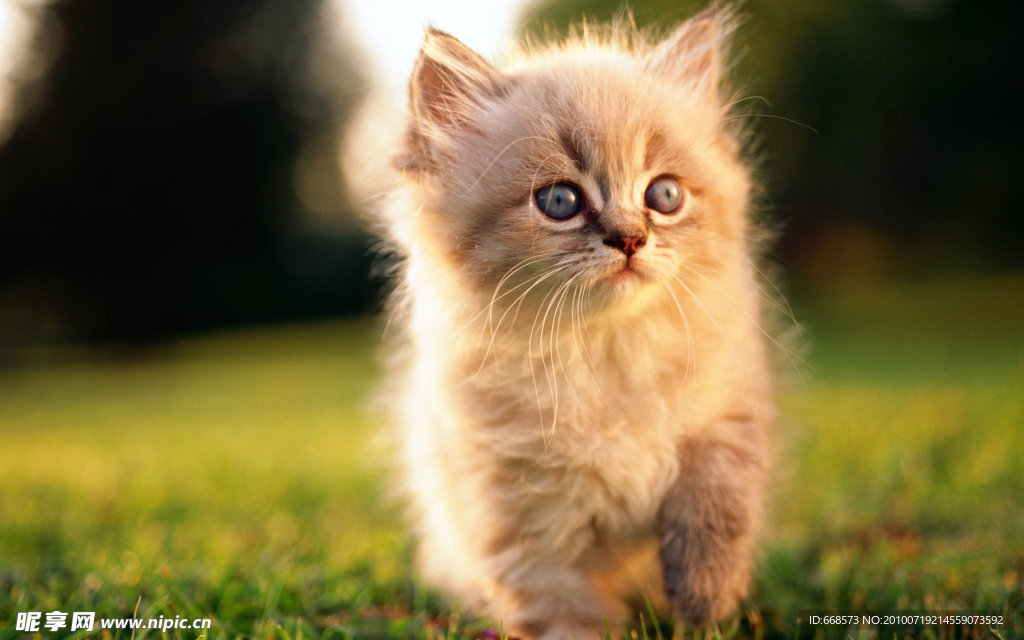 猫咪