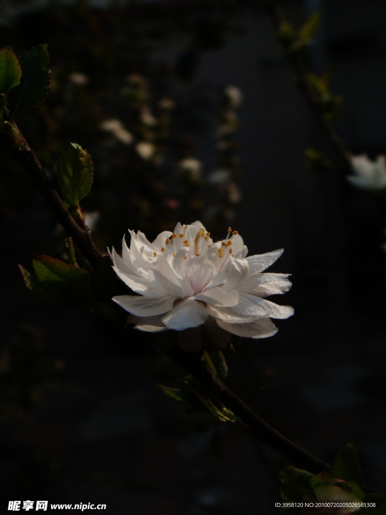 梅花