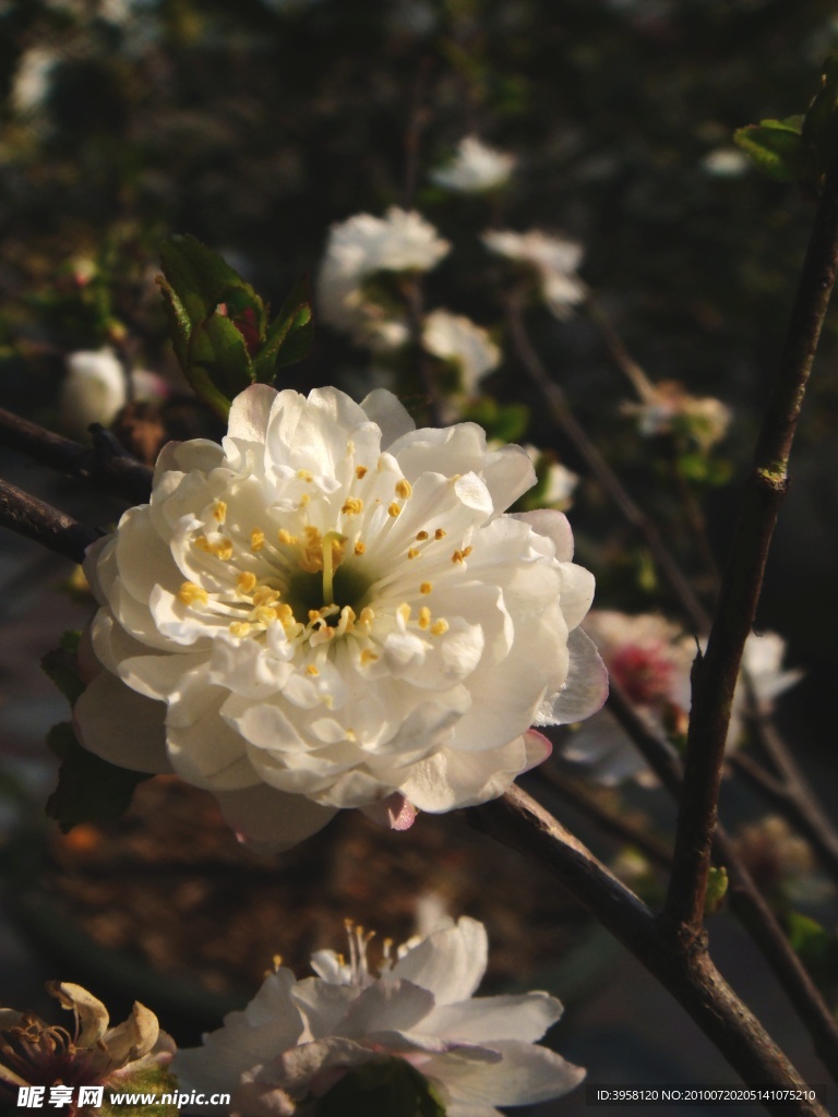 梅花