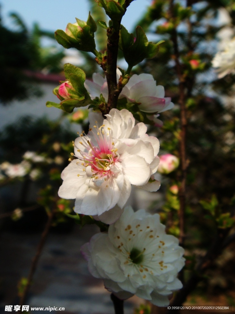 梅花