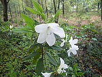 白色的鲜花