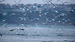 海鸥