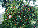 红枣 枣树