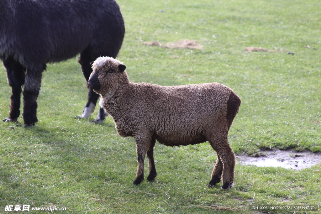 新西兰牧场小羊