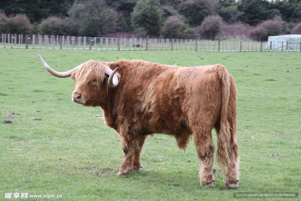 新西兰牦牛