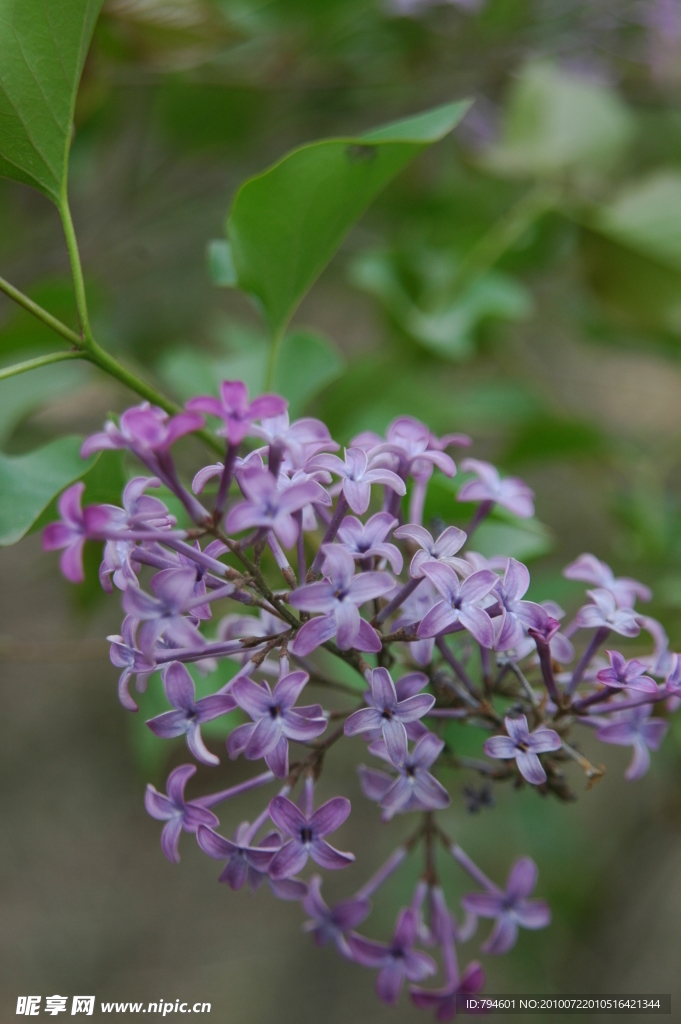 丁香花