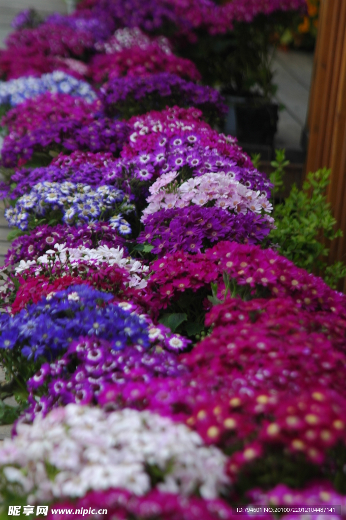 繁花