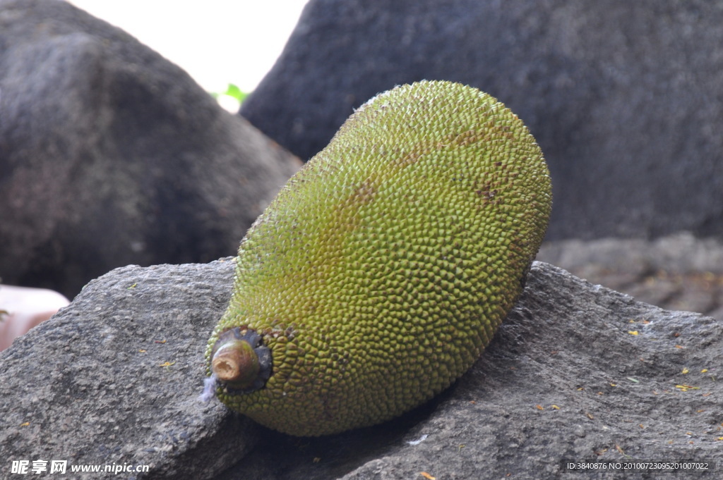 菠萝蜜
