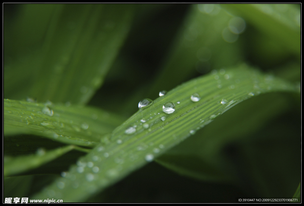 春雨