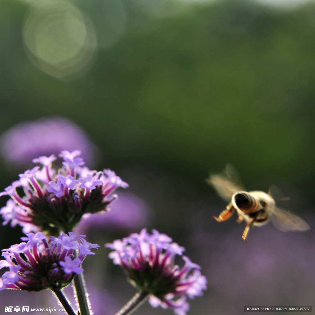 蜜蜂与薰衣草