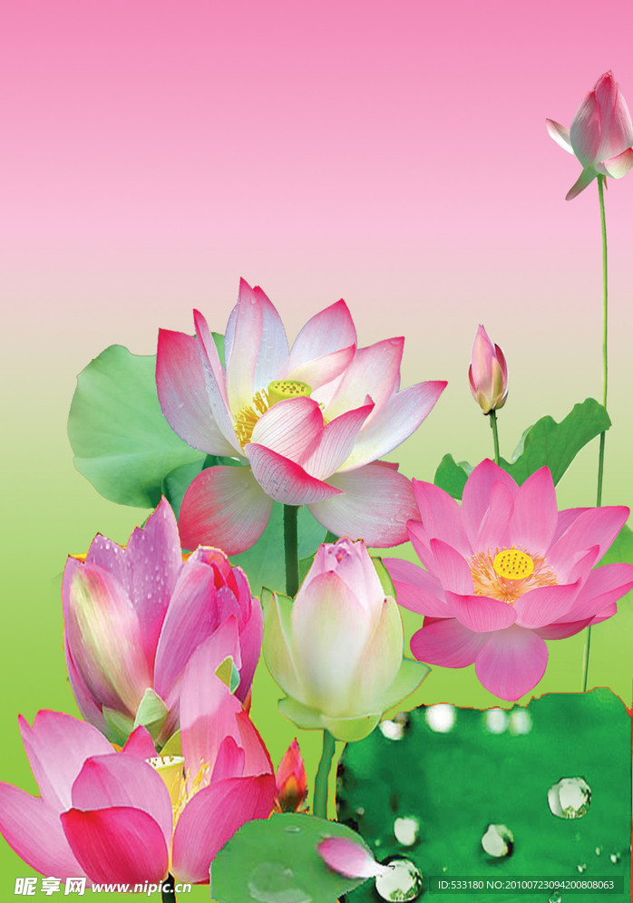 荷花