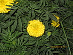 丛中一点花