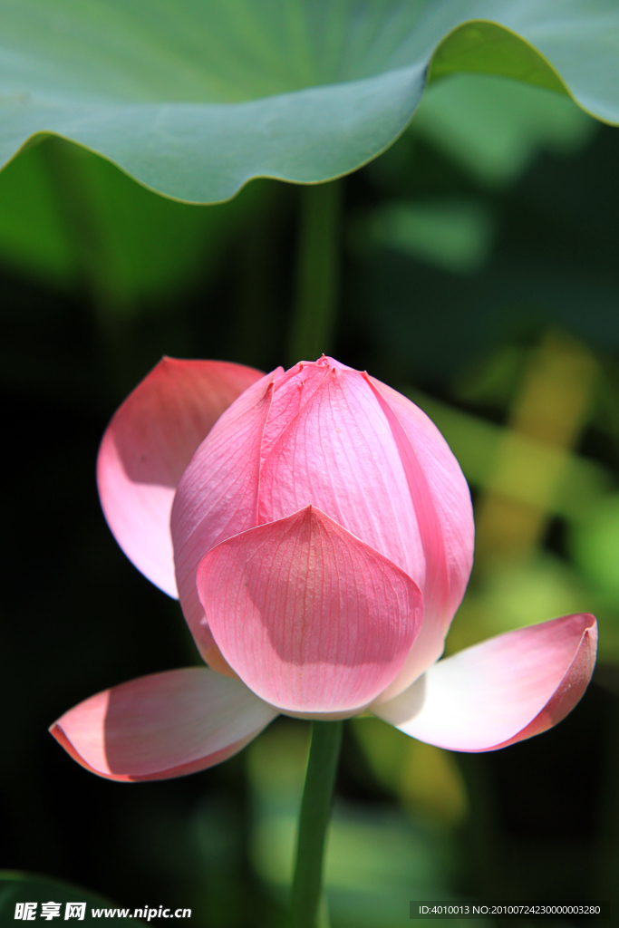 荷花睡莲