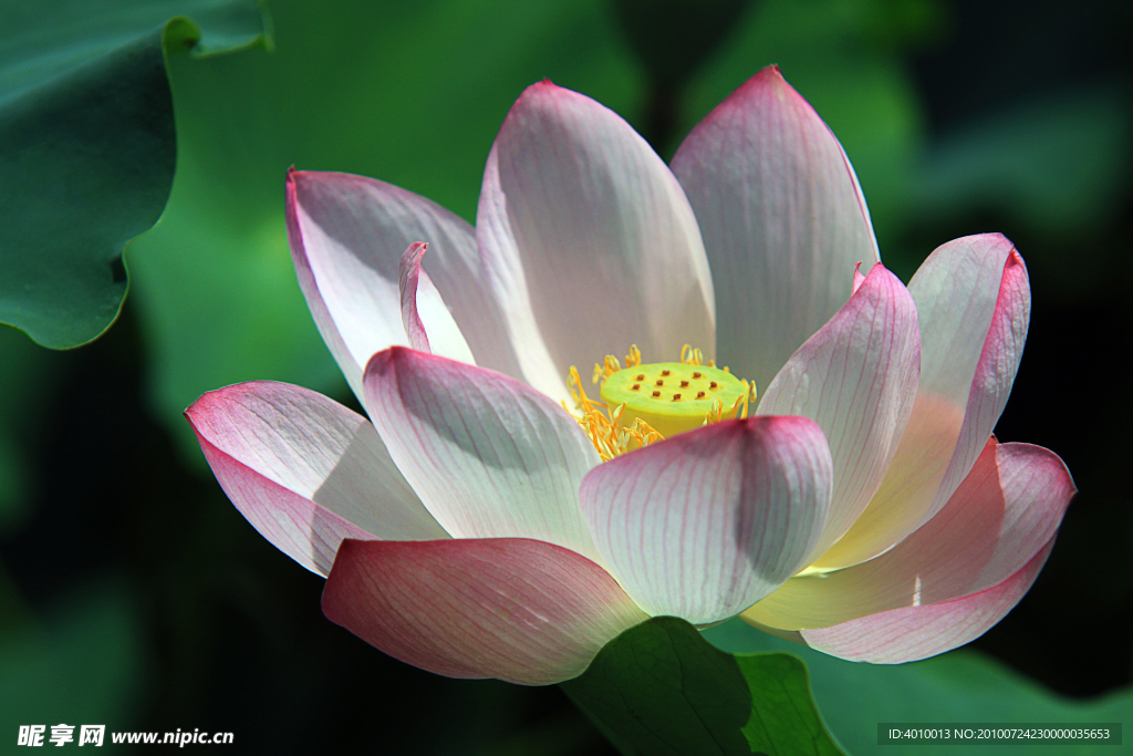 荷花睡莲