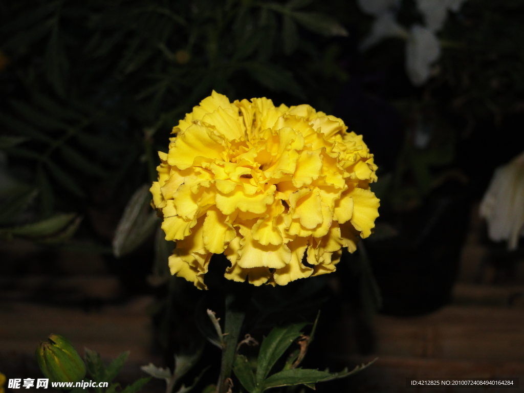 菊花