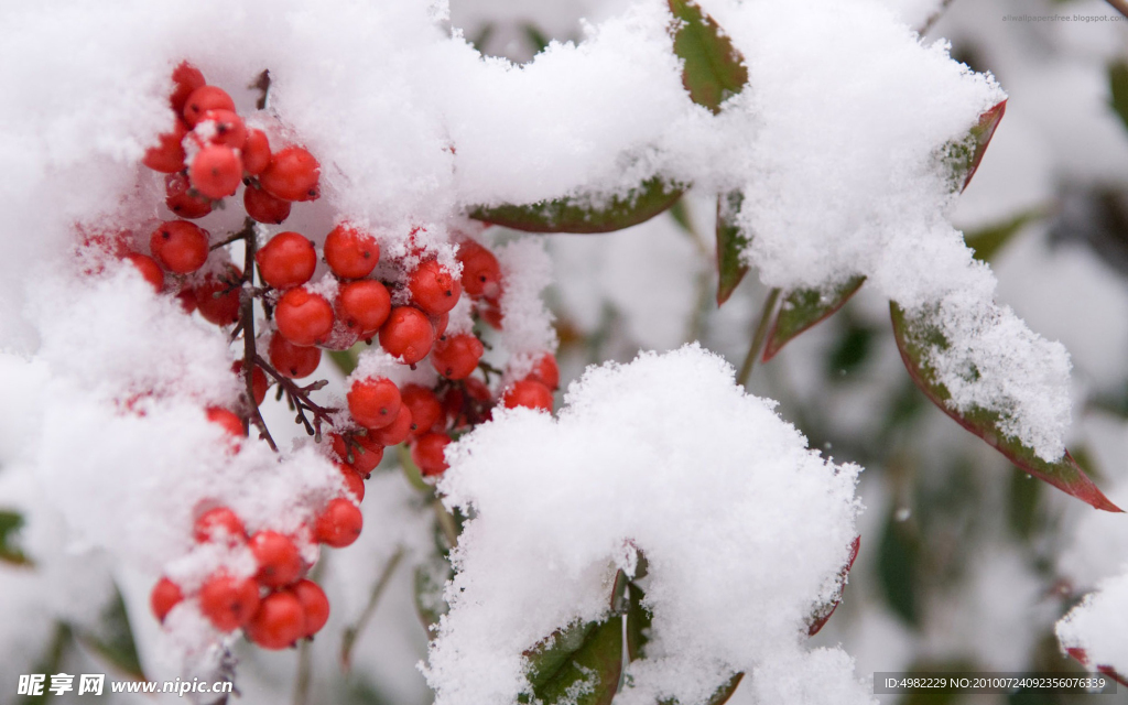 雪中果实