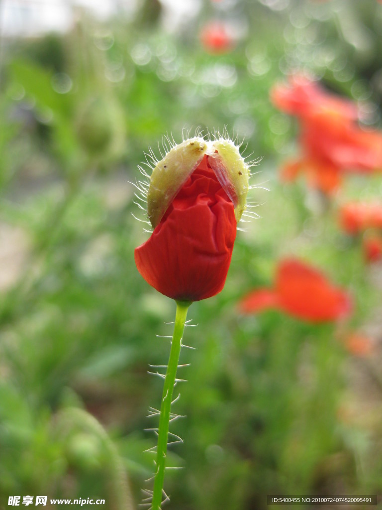虞美人花蕾
