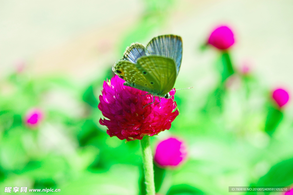 蝴蝶和花