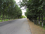 绿荫小路
