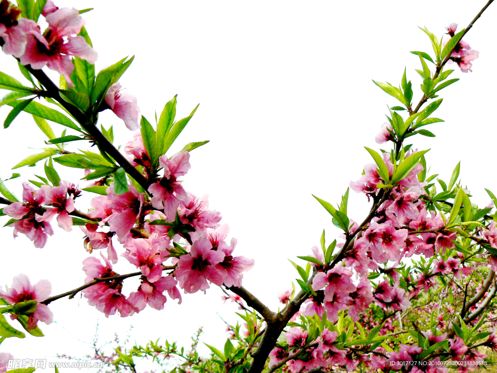 桃花高清图