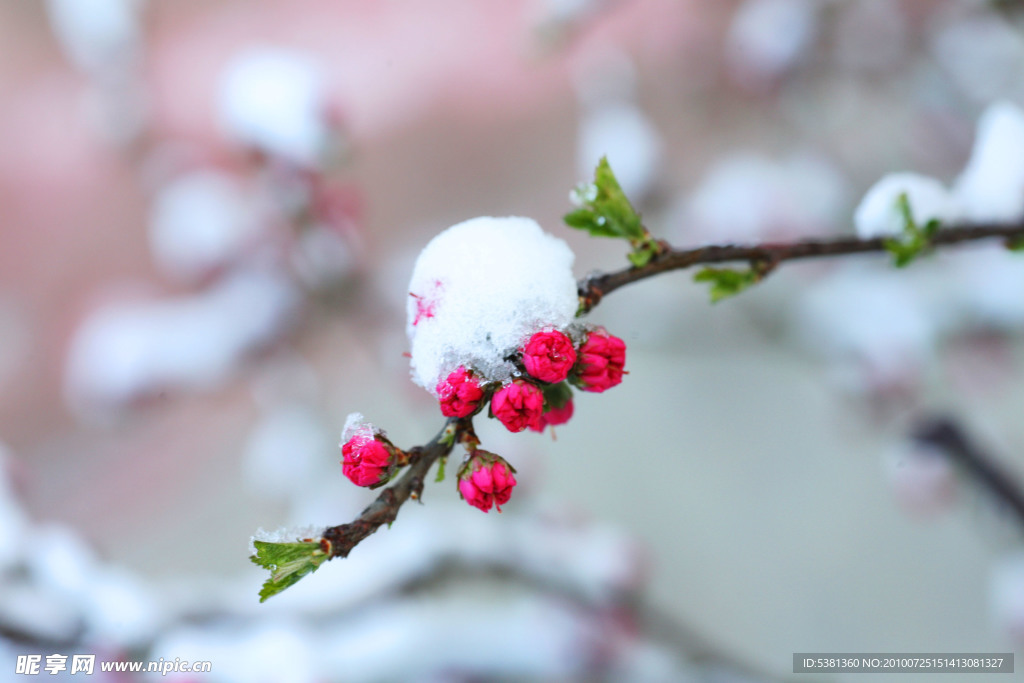 雪中的红色