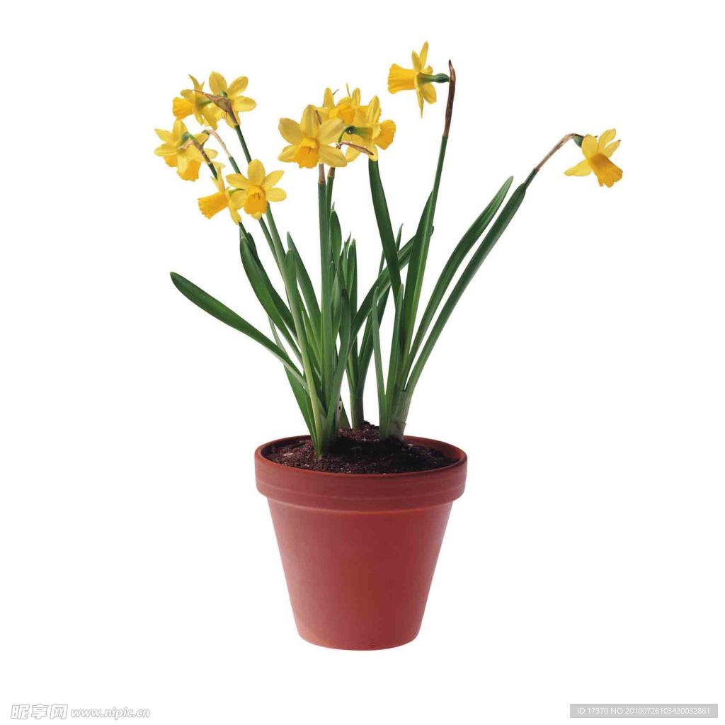 花 鲜花